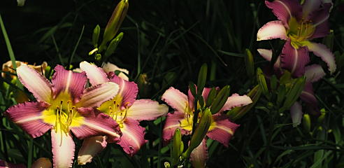 Daylilies