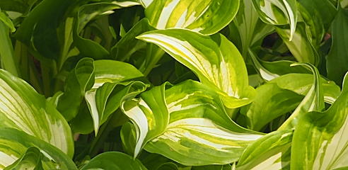 Hostas