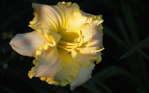 Seedling 6