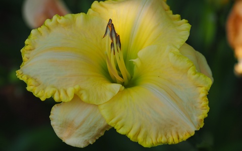 Seedling 6