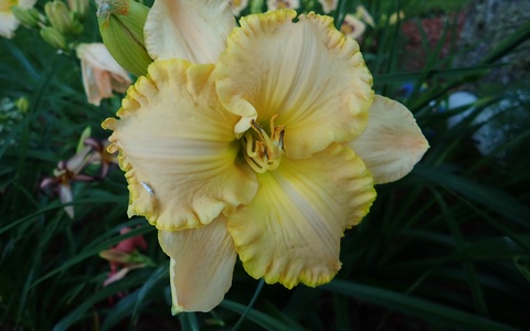 Seedling 6