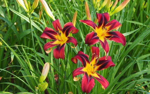 Heavenly Tiger Tails