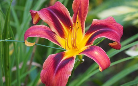 Heavenly Tiger Tails