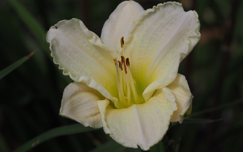 White Temptation
