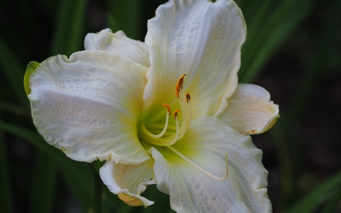 White Temptation